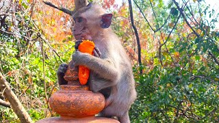 monkey are eating in grass field [upl. by Ajiak]