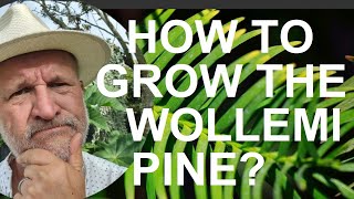 How to Grow the Wollemi Pine  Wollemia nobilis [upl. by Inram248]