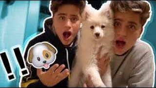 MARTINEZ TWINS BOUGHT A NEW DOG Not Clickbait [upl. by Loredana]