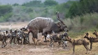 Wild Dogs vs Waterbuck A Clever Packs Relentless Hunt [upl. by Neddie]