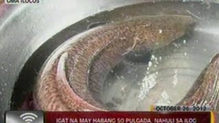 24Oras Igat na may habang 50 pulgada nahuli sa ilog sa Sto Domingo Ilocos Sur [upl. by Arrol248]