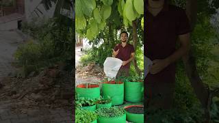 Make Grow Bags for free  फ्री में बनाए ग्रो बैग घर में 2 मिनट में🌿 short viral gardening [upl. by Alin]