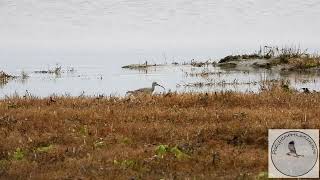 Group of Whimbrel pay a visit to the Deltaport [upl. by Thorpe]