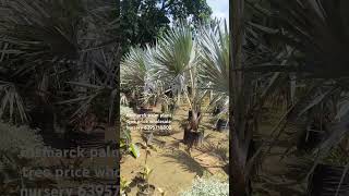 bismarckia palm plant wholesale nursery gajraulanursery gardening wholesalenursery allplants [upl. by Tobin]