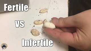 How to Tell the Difference Between Fertile and Infertile Eggs 🐣🥚 [upl. by Llednek]