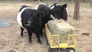 Miniature Scottish beltie cowsOH GOD THEY ARE SO CUTE Oreo cows [upl. by Daisie]