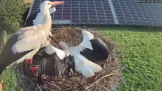 Storchennest Pahlen  Jungfernflug  19072024 [upl. by Zashin]