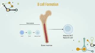 Adaptive vs Innate immunity amp B and T Lymphocytes  Chapter 5 T cell activation Part 2 [upl. by Leiuqese969]