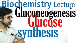 Gluconeogenesis pathway biochemistry [upl. by Atter]