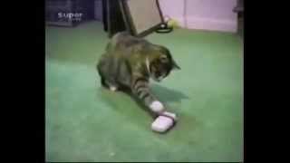 Wahnsinn Lustige Katzen Super funny Cats  lustige Tiere  Unbedingt Videoinfos lesen [upl. by Mirelle]