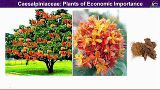 Caesalpinaceae Family Economic Importance Plants with economic Importance of Caesalpiniaceae [upl. by Galateah666]