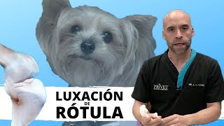 🦴LUXACIÓN DE RÓTULA EN PERROS  Traumatología Veterinaria [upl. by Trinee]