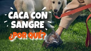 ¿POR QUÉ mi PERRO tiene SANGRE en LAS HECES🐶🩸 [upl. by Enovi]