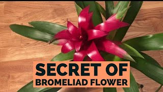 Bromeliad Guzmania  How To Care [upl. by Eldwon510]