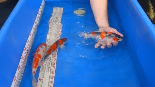 Goshiki  Next Generation Koi Breeding 12 [upl. by Jaala]