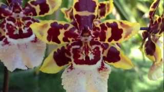 Orchid care Phalaenopsis alternative Oncidium Colmanara Wildcat [upl. by Ellehc]