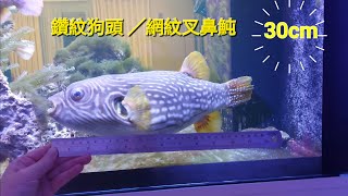 30cm鑽紋狗頭 網紋叉鼻魨 Arothron reticularis 河豚 Pufferfish pufferfish 河豚 [upl. by Amekahs]