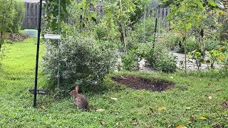 Eastern Cottontail Rabbit With Nature Sound From An Alabama Summer [upl. by Uehttam249]