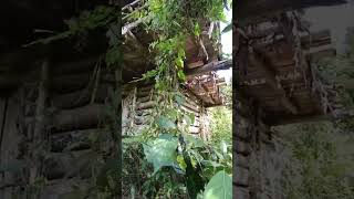 Casa abandonada del terror miedo en medio del bosque [upl. by Einnaf]