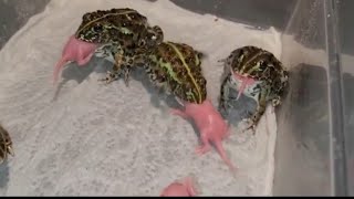 Pixie Frog Army Eating Pink Mice Pups  Warning Live Feeding [upl. by Lil]