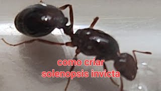 todo sobre las solenopsis invicta 1 [upl. by Vogele]