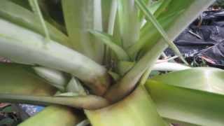 How Its Made Pineapples Discovery Channel [upl. by Alena]