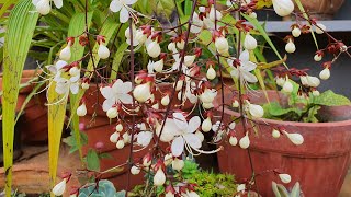 Plant of the Month Clerodendrum Smithianum Not Wallichii Light Bulb Plant [upl. by Nolyaw]