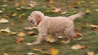 Golden Retriever Puppy For Sale [upl. by Dusty]