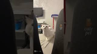 MemeGatinho meme shortsviral [upl. by Winchell]