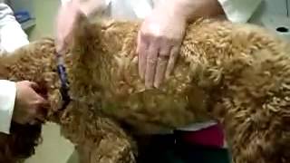 coupage percussion therapy in dog pneumonia [upl. by Lord792]