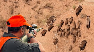 WILD BOAR INVASION PERFECT HOG SHOTS INCREDIBLE DRONE CHASE TOP HUNTING SCENES [upl. by Wendalyn]