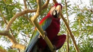 Macaws in Brazil in the wild [upl. by Urania]