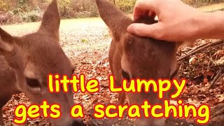 Little Lumpy Gets a Scratching [upl. by Enar14]