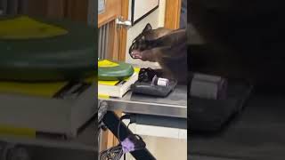 cat screaming at a vet clinic original meme video cat memes originalmeme screaming [upl. by Mayfield]