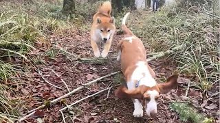 Basset Hound vs Shiba Inus Natural Agility [upl. by Smail262]