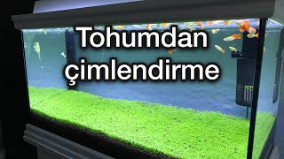 Akvaryum Bitki Tohumu Carpet Seeds [upl. by Eirehc]