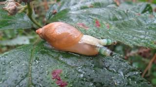 Platworm Leucochloridium paradoxum parasiterend op de Gewone barnsteenslak [upl. by Haleelahk]