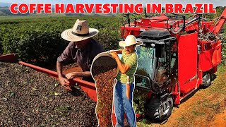 COFFEE FARM IN BRAZIL  THE SECRET OF PRODUCING A UNIQUE TASTE  COFFE HARVESTING MACHINE [upl. by Liu]