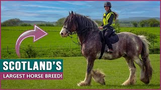 Riding the Clydesdale in Scotland [upl. by Marlee]