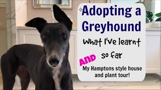 Adopting a Greyhound  what Ive learnt so far [upl. by Clarisse]