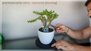 portulacaria afra  second pruning 🌿 [upl. by Haney]