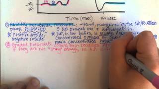 Action Potentials Part 1 [upl. by Anauq]