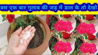 गुलाब पर आएगी नई ग्रोथ की बहार। New growth fertilizer for rose plant [upl. by Averill496]