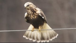 Roughlegged Hawk 1232016 HD [upl. by Akiv]