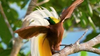 Lesser BirdofParadise [upl. by Pardo802]