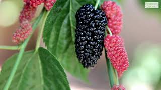 Why Are Mulberries Good For You [upl. by Woods]