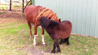 Two stallions socialising [upl. by Imled]