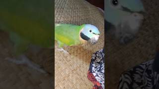 Parrot funnyreelsshortviralInstagramfacebook pagesubscriber [upl. by Rutan]