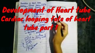 Development of heart tube Cardiac looping fate of heart tube part 1 [upl. by Nations155]