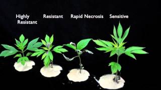 Glyphosate SOA 9 Sensitive vs Resistant Giant Ragweed 2 [upl. by Brendan]